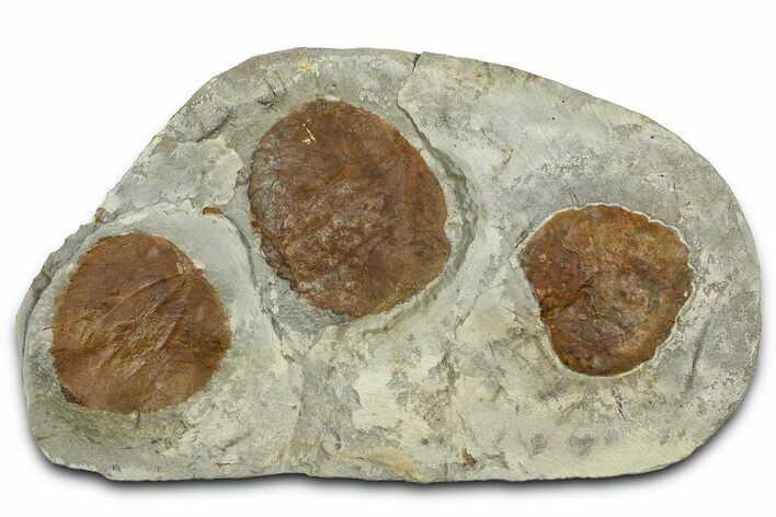 Wide Plate with Three Fossil Leaves (One Species) - Montana #377906